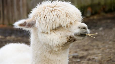 Animal Cool Facts: 5 Things You Didn't Know About Llamas - YouTube