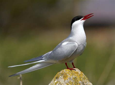 Arctic tern | Migratory, Seabird, Longest Migration | Britannica