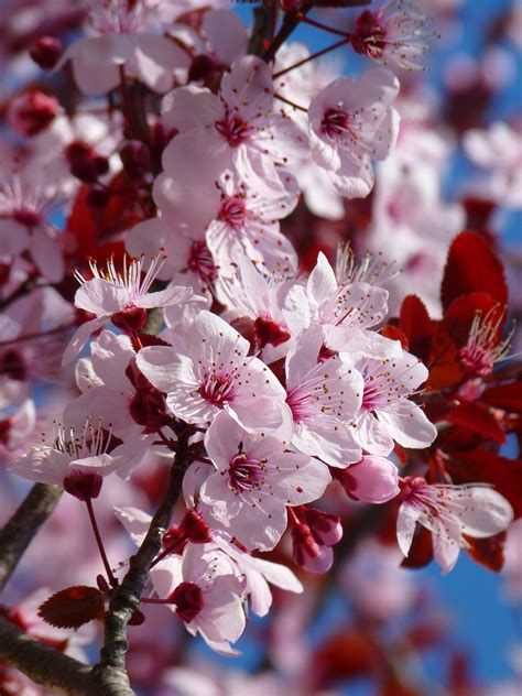 Almond Blossom Cherry · Free photo on Pixabay