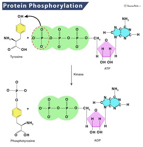 Protein Phosphorylation – Definition, Mechanism, Example, & Function