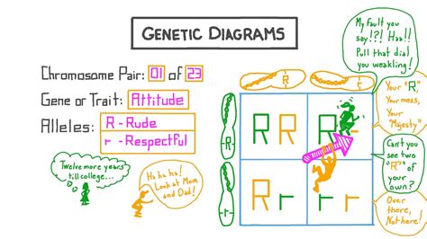 Lesson Video: Genetic Diagrams | Nagwa