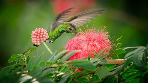 Do Hummingbirds Pollinate Flowers: Important Facts About This ...