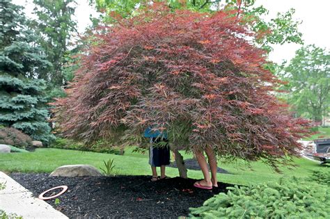 Under the Japanese Maple Tree – Ruth E. Hendricks Photography