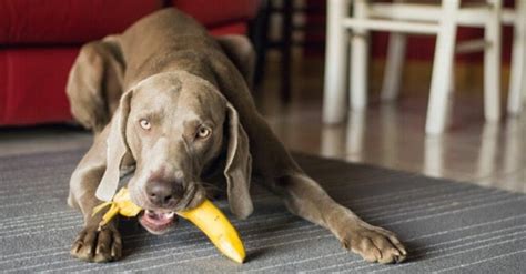 Can Dogs Eat Bananas: Everything You Need to Know | Pawlicy Advisor