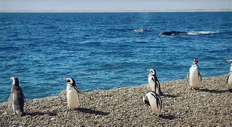 Discover the terrific wildlife in Atlantic Patagonia. – Oriunda Blog