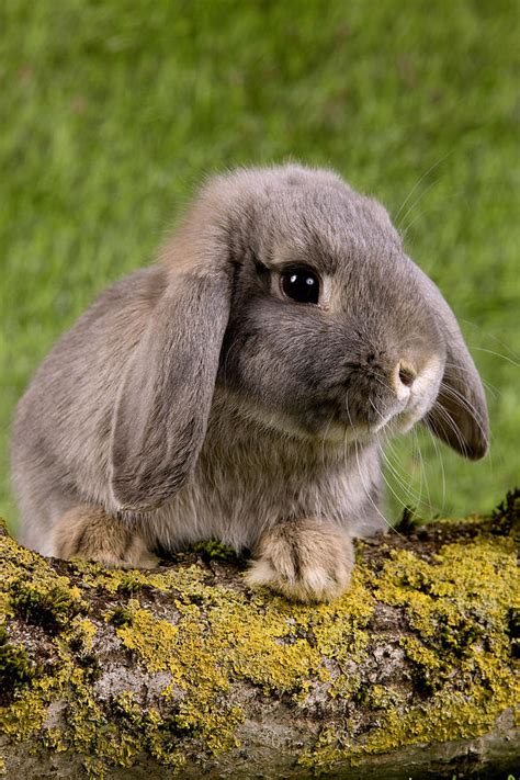 Dwarf Lop Rabbit Photograph by Jean-Michel Labat - Fine Art America