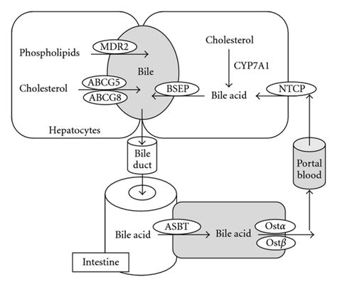 Enterohepatic circulation of the bile. Bile acids are synthesized from... | Download Scientific ...