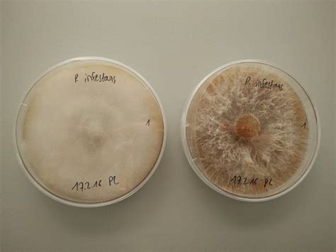 Is this a Phytophthora infestans morphology?