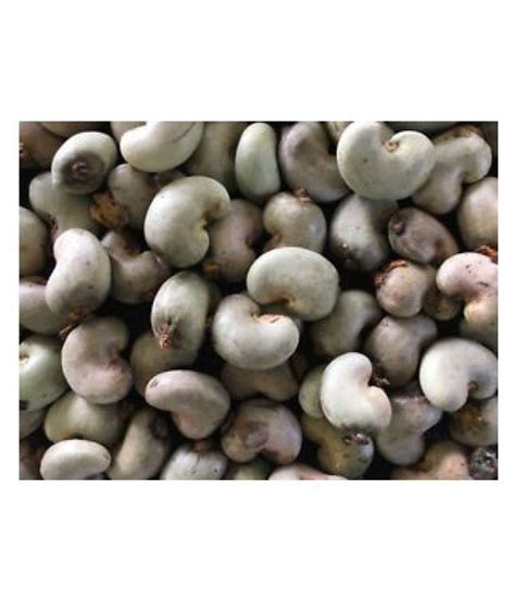 cashew tree seeds kenya seeds 25 SEEDS: Buy cashew tree seeds kenya seeds 25 SEEDS Online at Low ...