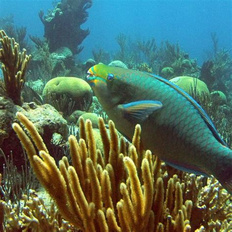 Bermuda Coral Reef Health Report Released - Bernews