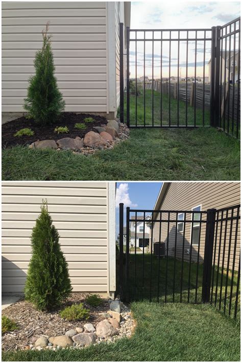 Emerald Green Arborvitae One Year Growth Before and After [Backyard Neophyte Landscaping Blog]