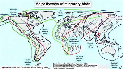 Map showing the global routes of migratory birds. | Download Scientific Diagram | Migratory ...