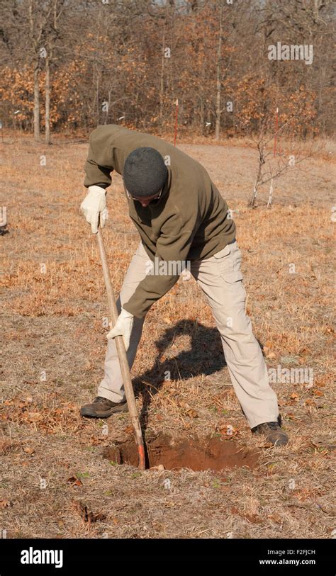 Man digging a hole in the ground to plant a tree in early spring Stock Photo - Alamy