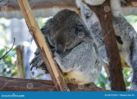 Koala in Brisbane, Queensland, Australia Stock Image - Image of gray ...