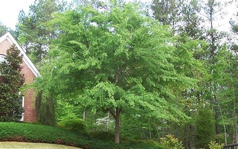 american fringe tree growth rate - Linette Shipley