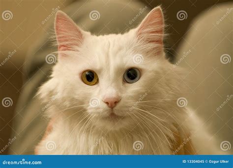 Odd eyed cat stock image. Image of white, mammals, hair - 13304045