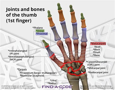 How to Report Imaging (X-Rays) of the Thumb - Article - Codapedia™