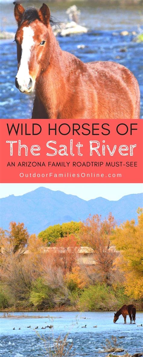 wild horses of the salt river an arizona family road trip must see