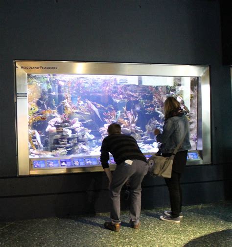 Helgoland rock aquarium - ZooChat