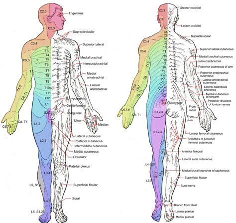 dermatomal | Nervous system anatomy, Spinal nerve, Medical knowledge