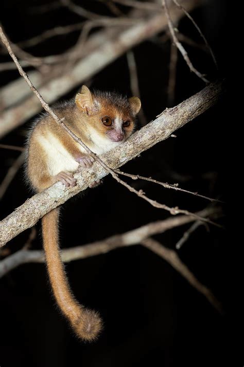 Madame Berthe's mouse lemur, Microcebus berthae, Madagascar wildlife animal Photograph by Artush ...