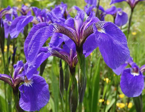 Iris setosa with Ink Black Seed Pods