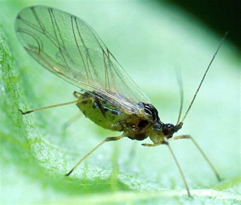 Green Peach Aphids - The Daily Garden