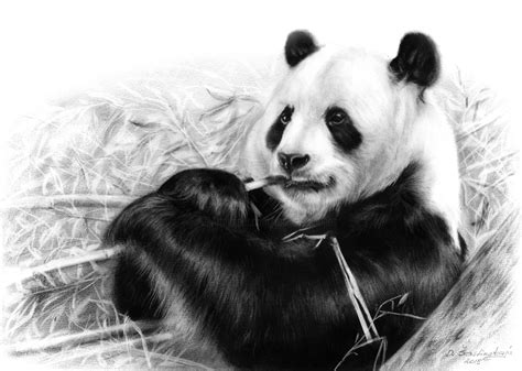 Realistic Panda Drawing at PaintingValley.com | Explore collection of ...