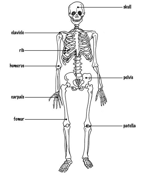 The Skeletal System Diagram Labeled - koibana.info | Skeletal system, Human body diagram ...