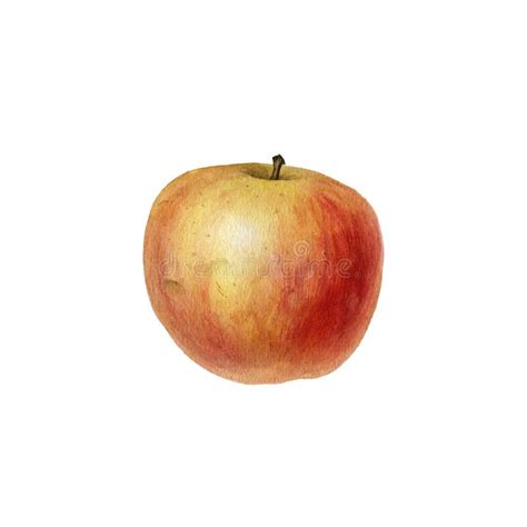 Watercolor drawing apple stock photo. Image of icon - 135201642