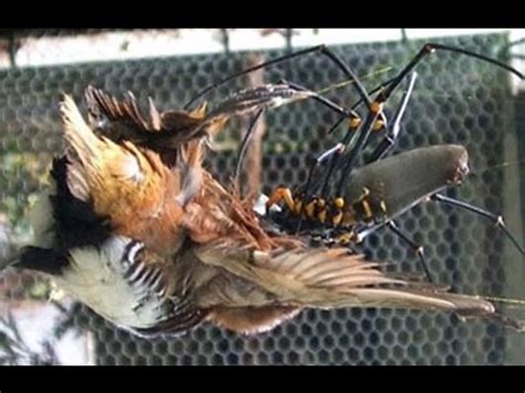 Goliath Bird Eating Spider – WeNeedFun