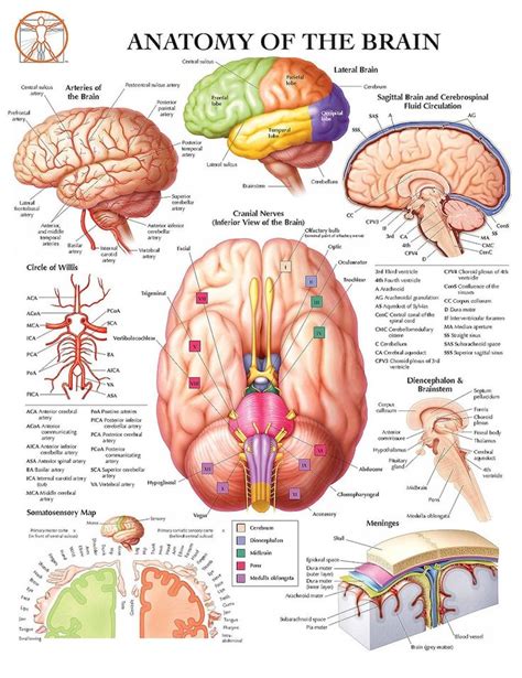 an image of the anatomy of the brain