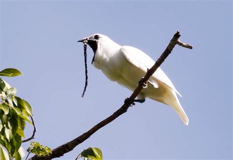 Very Loud Bird Attracts Females By Screaming In Their Faces | Earthwhile