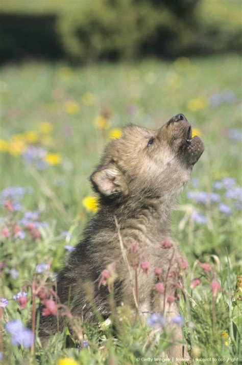 Gray Wolf pup howling | Wolf dog, Animals wild, Cute animals