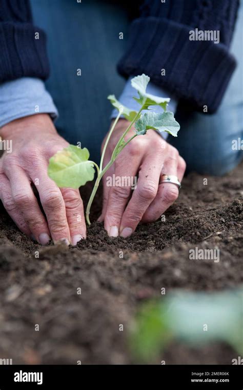 Calabrese, Summer Purple, brassica, purple sprouting broccoli ...