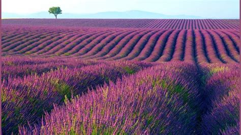 HD Lavender Field Scenery, HD Wallpaper | Rare Gallery