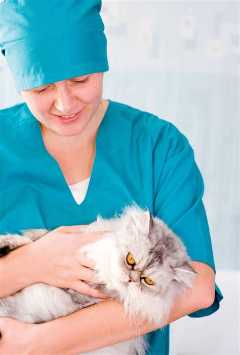 Female cat spaying: preparation for the procedure and postoperative care - Pets-Wiki