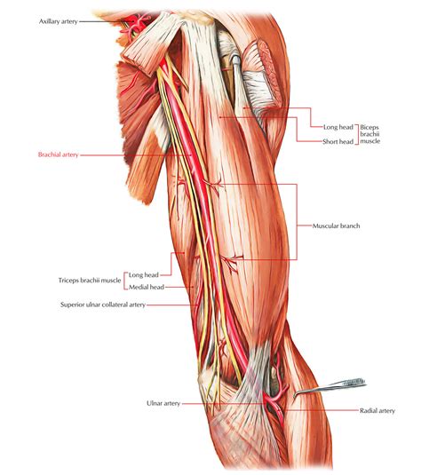 Easy Notes On 【Arteries of the Upper Limb】Learn in Just 4 Minutes!