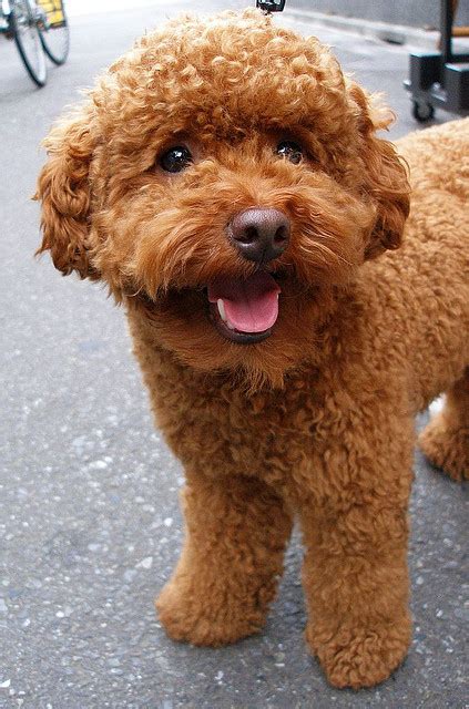 Teddy Bear Poodle Haircuts: Hard to Resist | Scarlet's Fancy Poodles