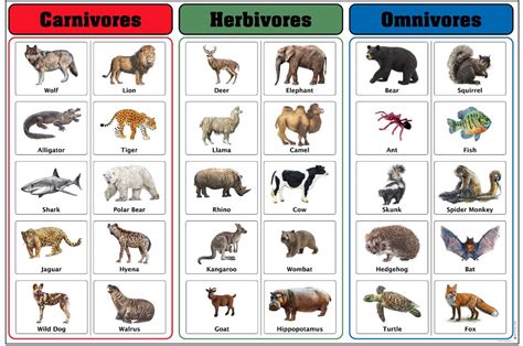 Buy Carnivores, Herbivores, and Omnivores Charts With Cards Montessori Material Science Charts ...