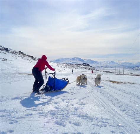 Dog Sledding in Akureyri North Iceland | Guide to Iceland