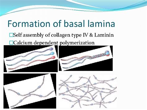 Basal Lamina Basement Membrane Dr Mah Jabeen Muneera