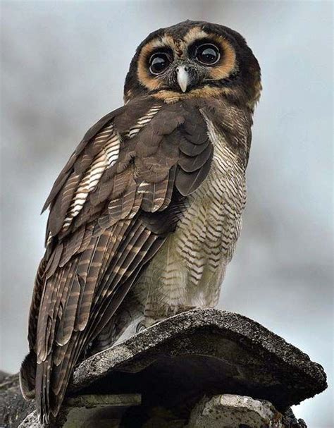 Brown owl for my fictional character Beautiful Owl, Life Is Beautiful ...