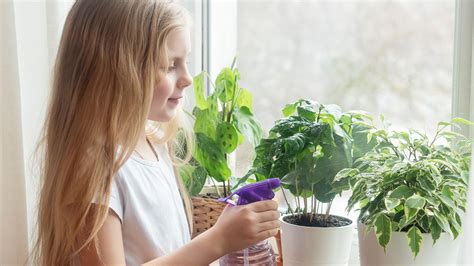 10 Best Plants for the Classroom | Edutopia