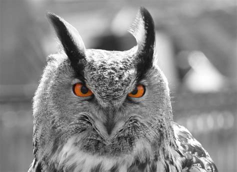 Eagle Owl Eyes - Free photo on Pixabay