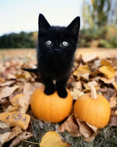 Kittens with Pumpkins - Photos of Kittens and Pumpkins