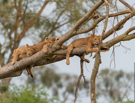 Tree Climbing Lions Uganda and Ishasha Queen Elizabeth National Park