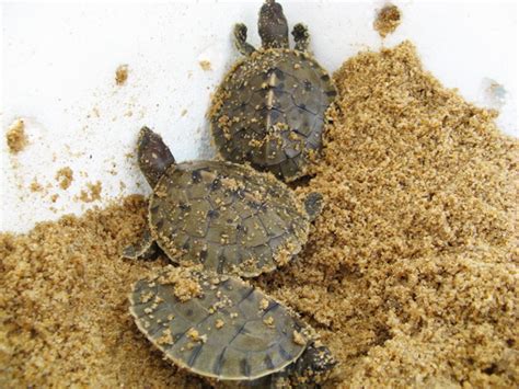 Our first clutch of painted terrapin eggs has hatched! | Turtle ...