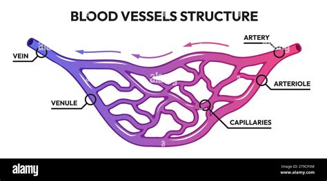 Blood vessels circulation. Human arteries and veins, deoxygenated blood with oxygen capillaries ...