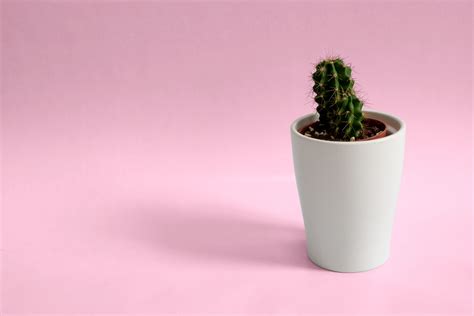 Minimalist Desktop Background Cactus - 4896x3264 Wallpaper - teahub.io